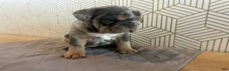 English Bulldog dogs for sale: Mable - Ad 3