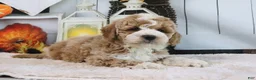 Mini Goldendoodle dogs for sale: Koby - Ad 4
