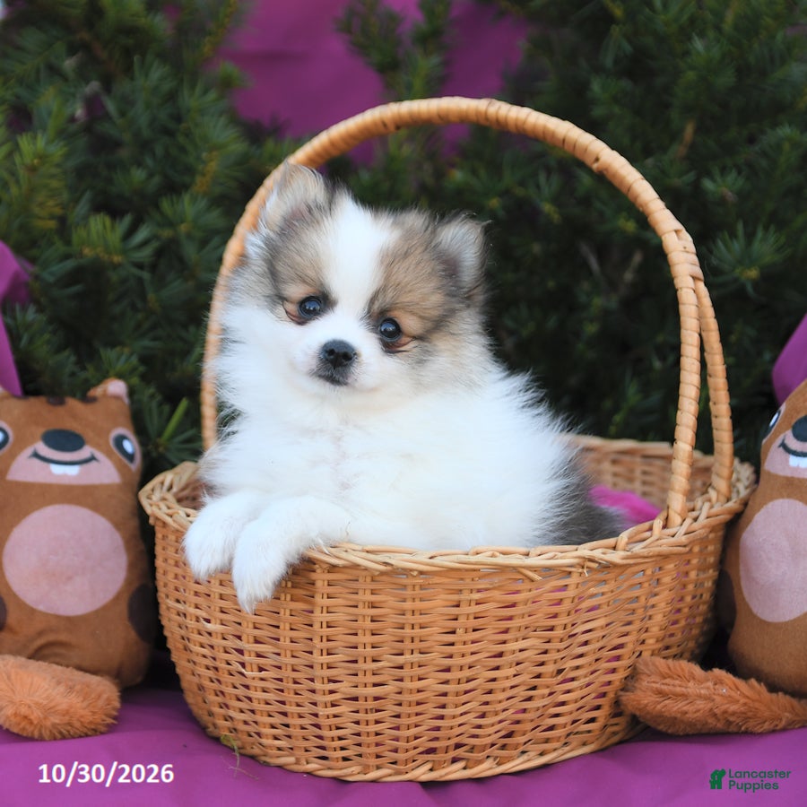 Pomeranian dogs for sale: Sparkey   - Ad 1