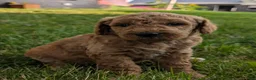 Goldendoodle dogs for sale: Pedro  - Ad 6