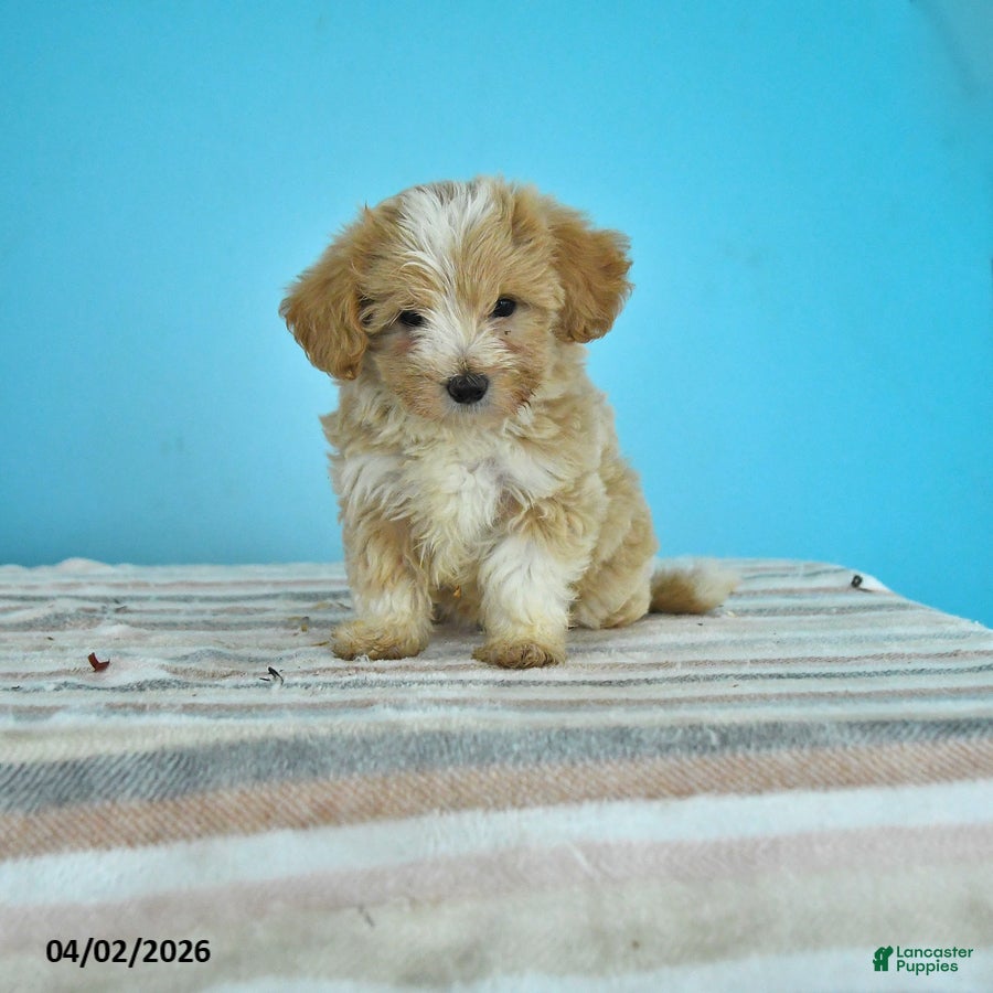Maltipoo dogs Lacey - Ad 1