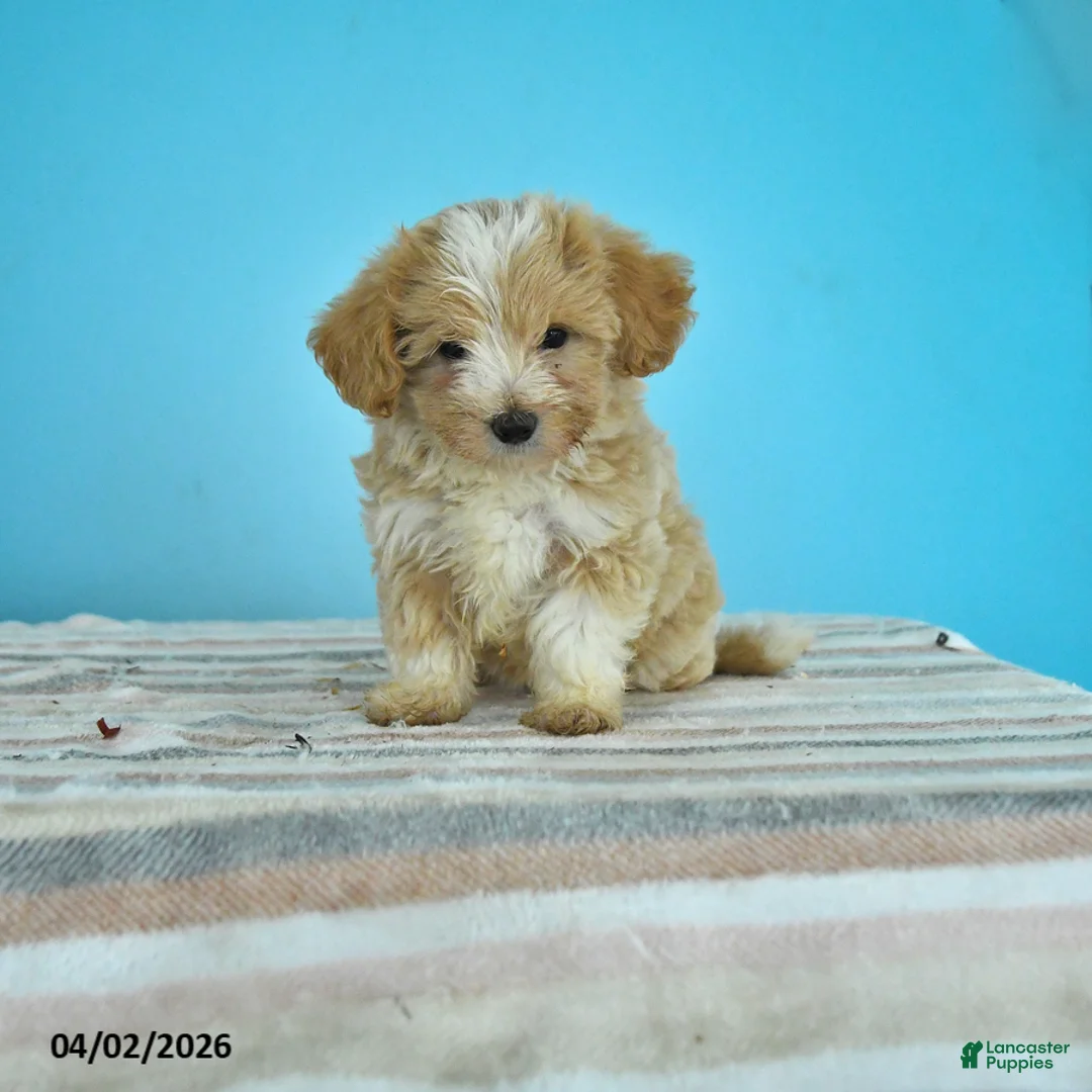Maltipoo dogs for sale: Lacey - Ad 1