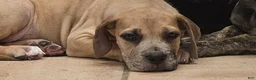 Great Dane dogs for sale: Great Dane 2 - Ad 6