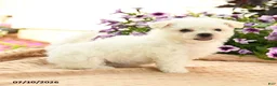Bichon Frise dogs for sale: Bonnie - Ad 3