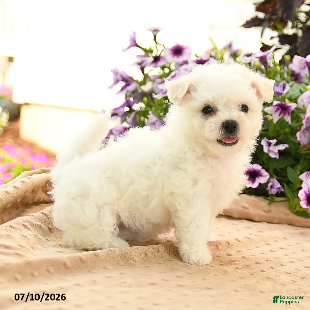 Bichon Frise dogs for sale: Bonnie - Ad 3