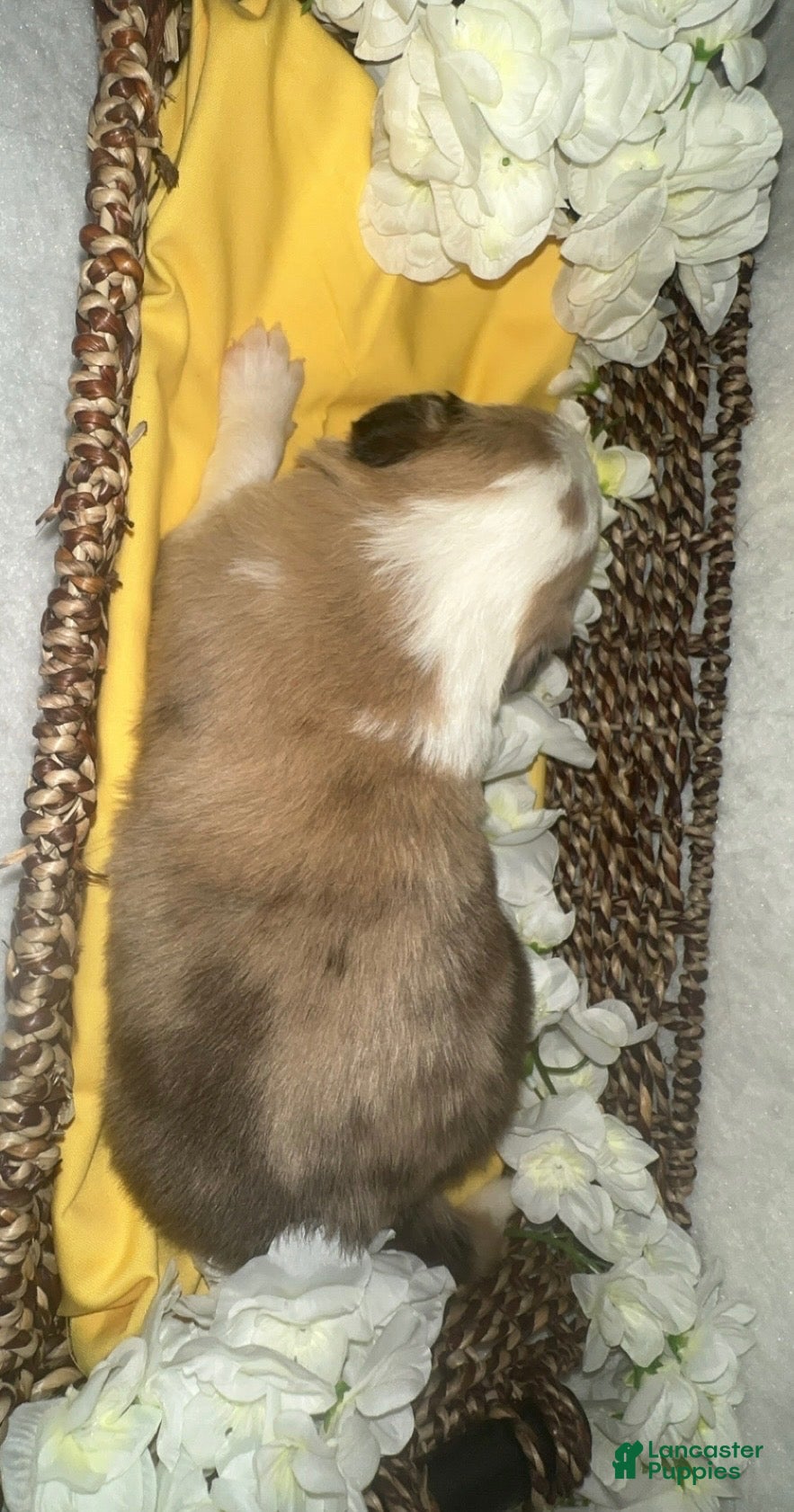Border Collie dogs Cedar  - Ad 31