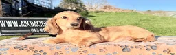 Miniature Dachshund dogs for sale: Cream dapple - Ad 1
