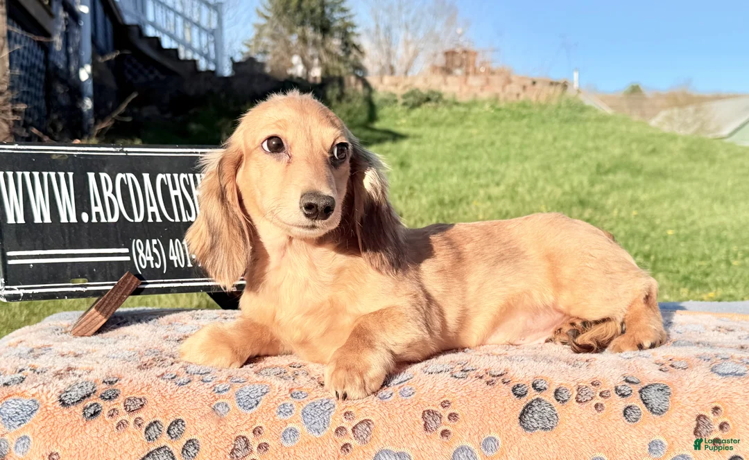 Miniature Dachshund dogs for sale: Cream dapple - Ad 1