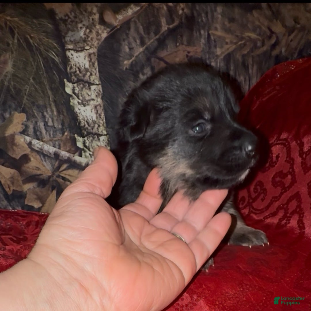 German Shepherd dogs for sale: SUPA - Ad 17