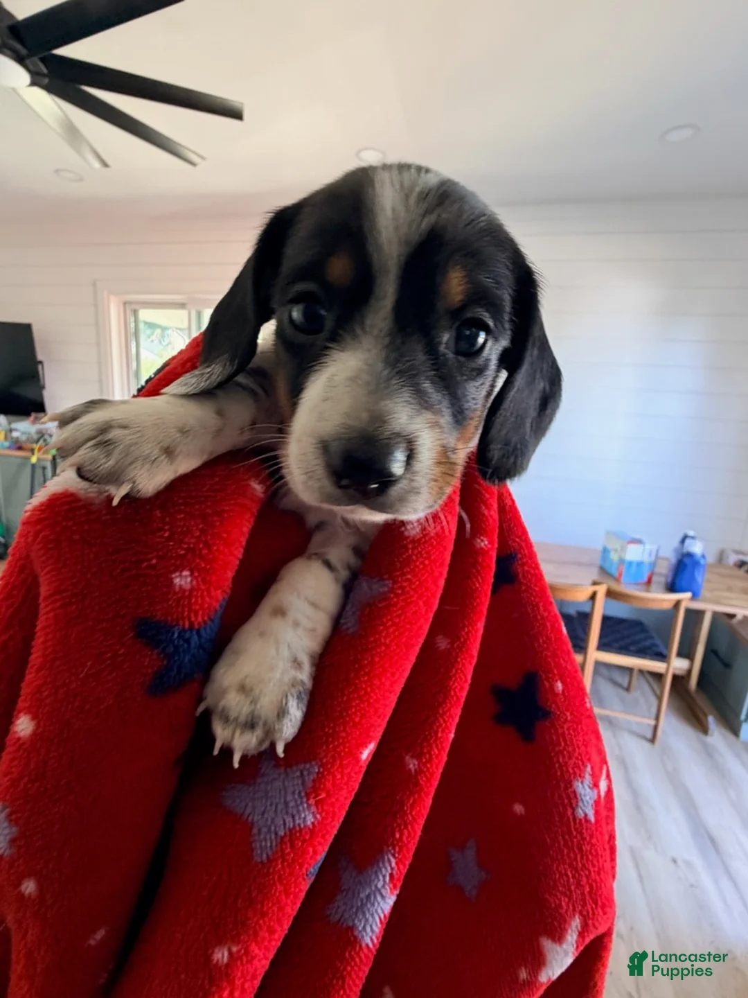 Miniature Dachshund dogs for sale: Luna - Ad 1