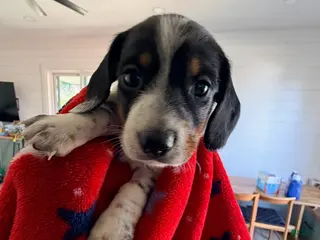 Miniature Dachshund dogs for sale: Luna - Ad 1