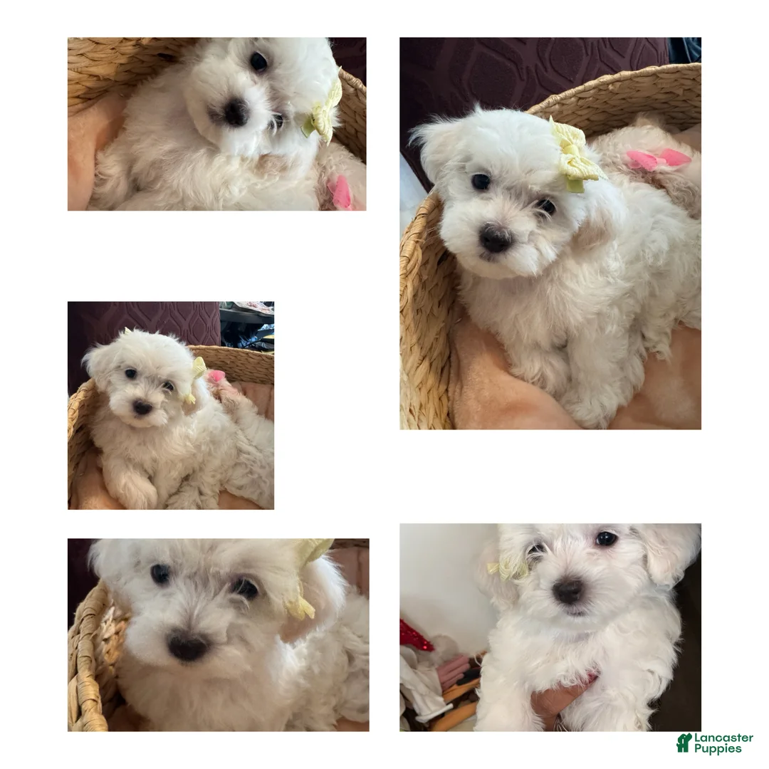 Maltese dogs for sale: Maltese Puppy 1 - Ad 4