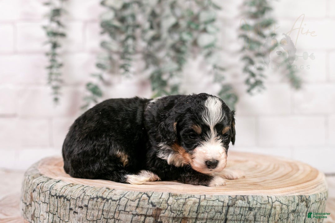 Bernedoodle dogs for sale: Torch - Ad 5