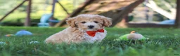 Bichpoo dogs for sale: Scout - Ad 3