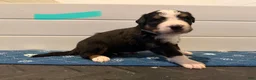Bernese Mountain Dog dogs for sale: Teal - Ad 8