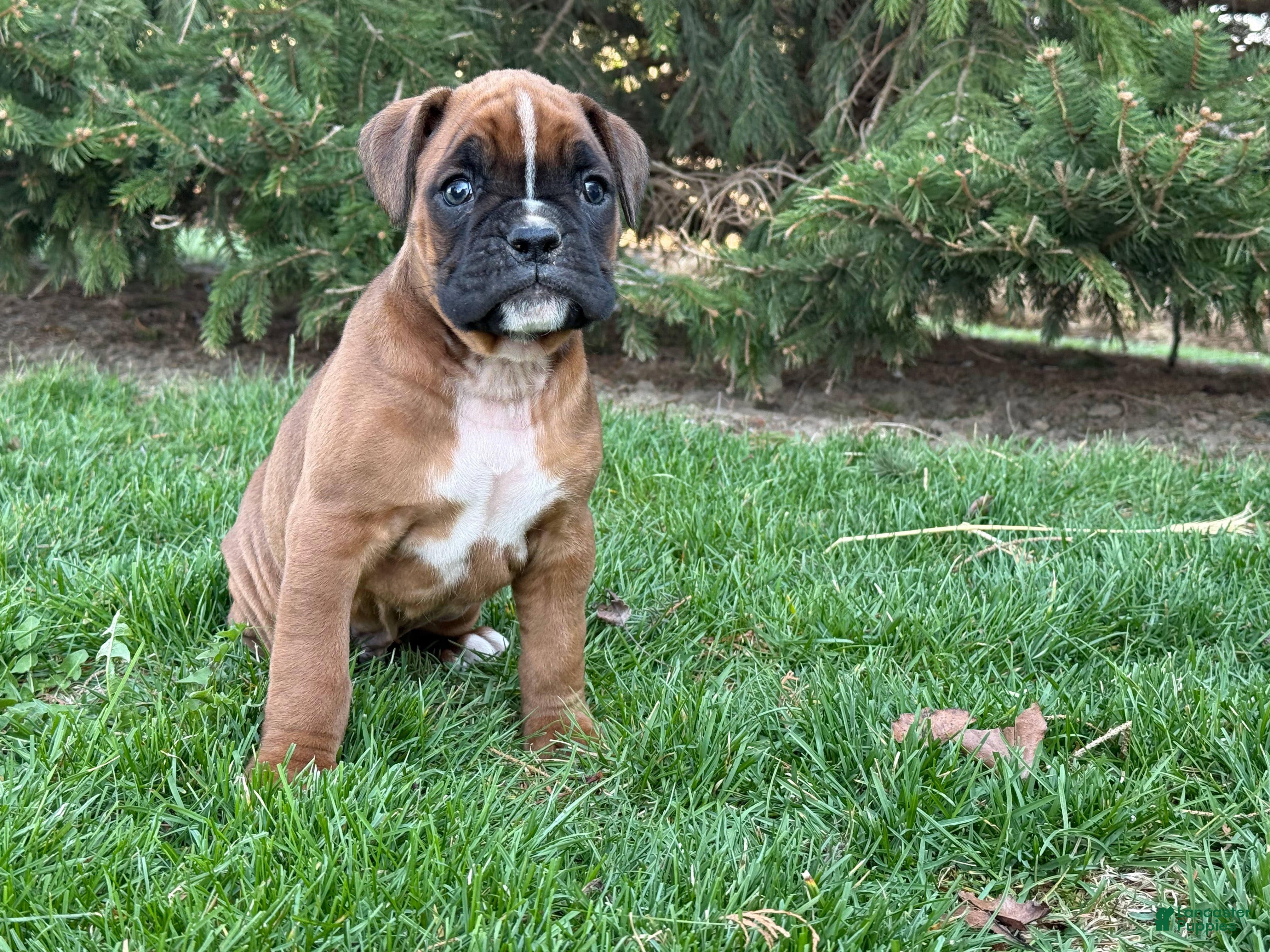 Boxer dogs Clover  - Ad 2