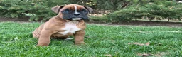 Boxer dogs for sale: Clover  - Ad 2