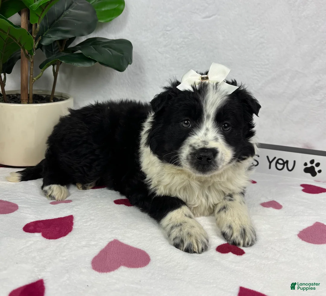 Mixed Breed dogs for sale: Millie - Ad 1