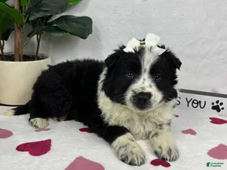 Mixed Breed dogs Millie - Ad 42