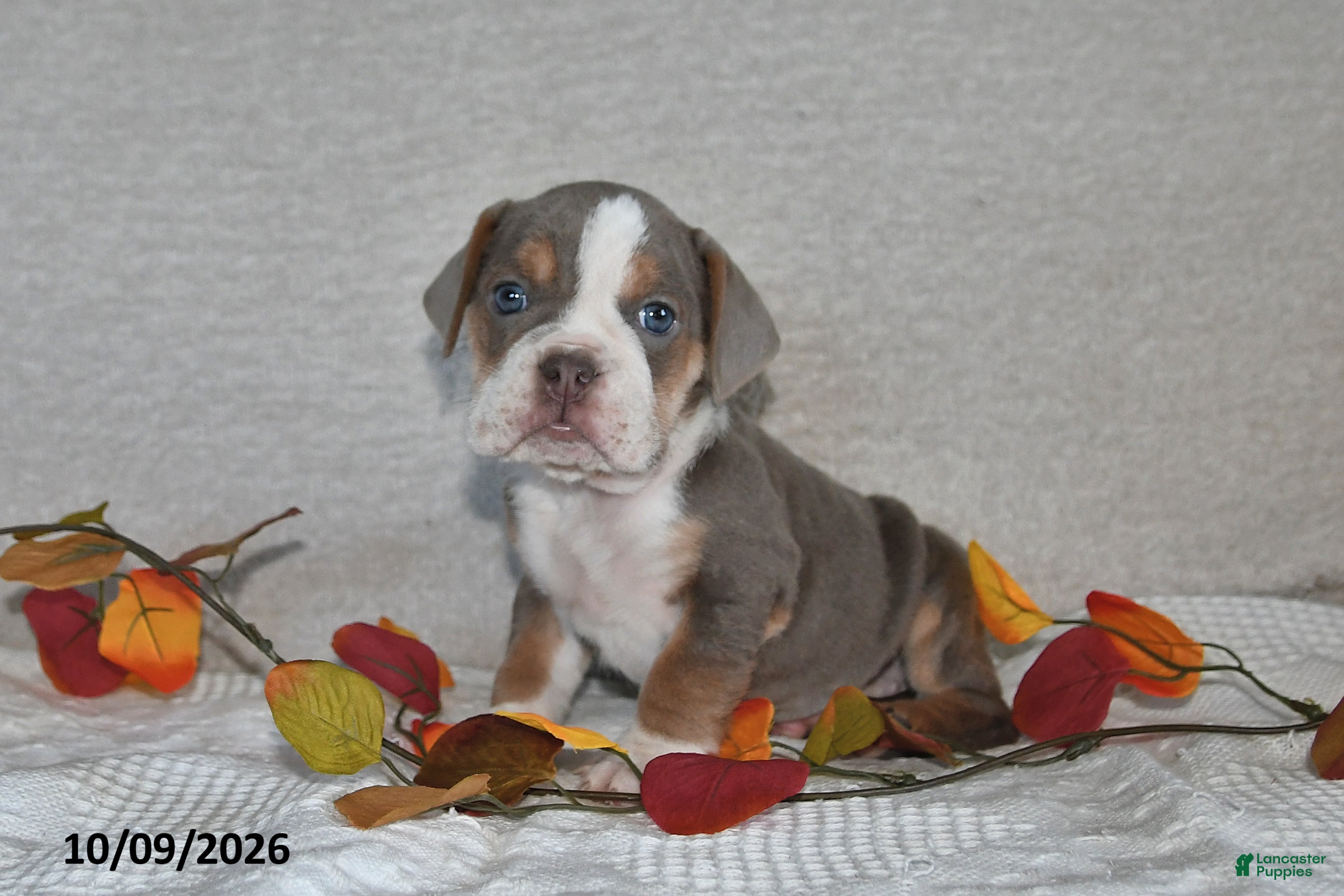 Beabull dogs Regina - Ad 1