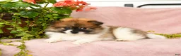 Pomeranian dogs for sale: Sebastian - Ad 3