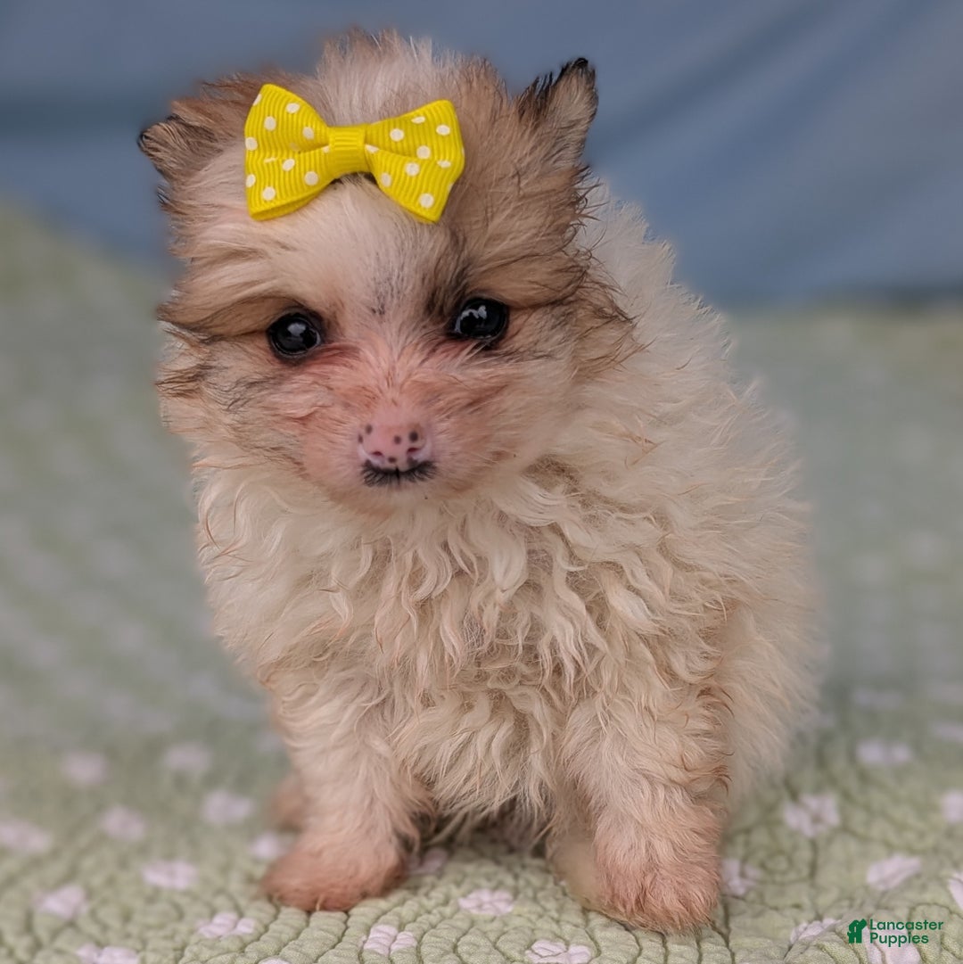 Pomeranian dogs for sale: Flicker - Ad 3