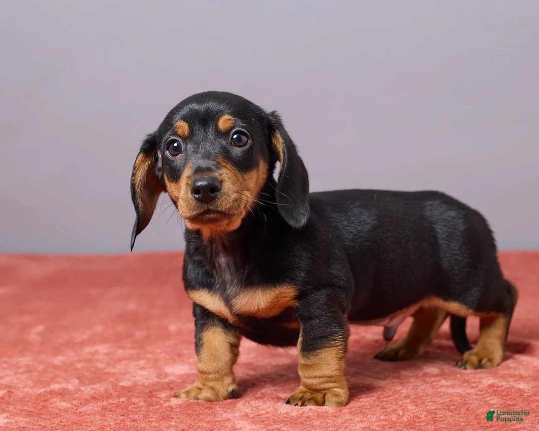 Miniature Dachshund dogs for sale: Kyle - Ad 5