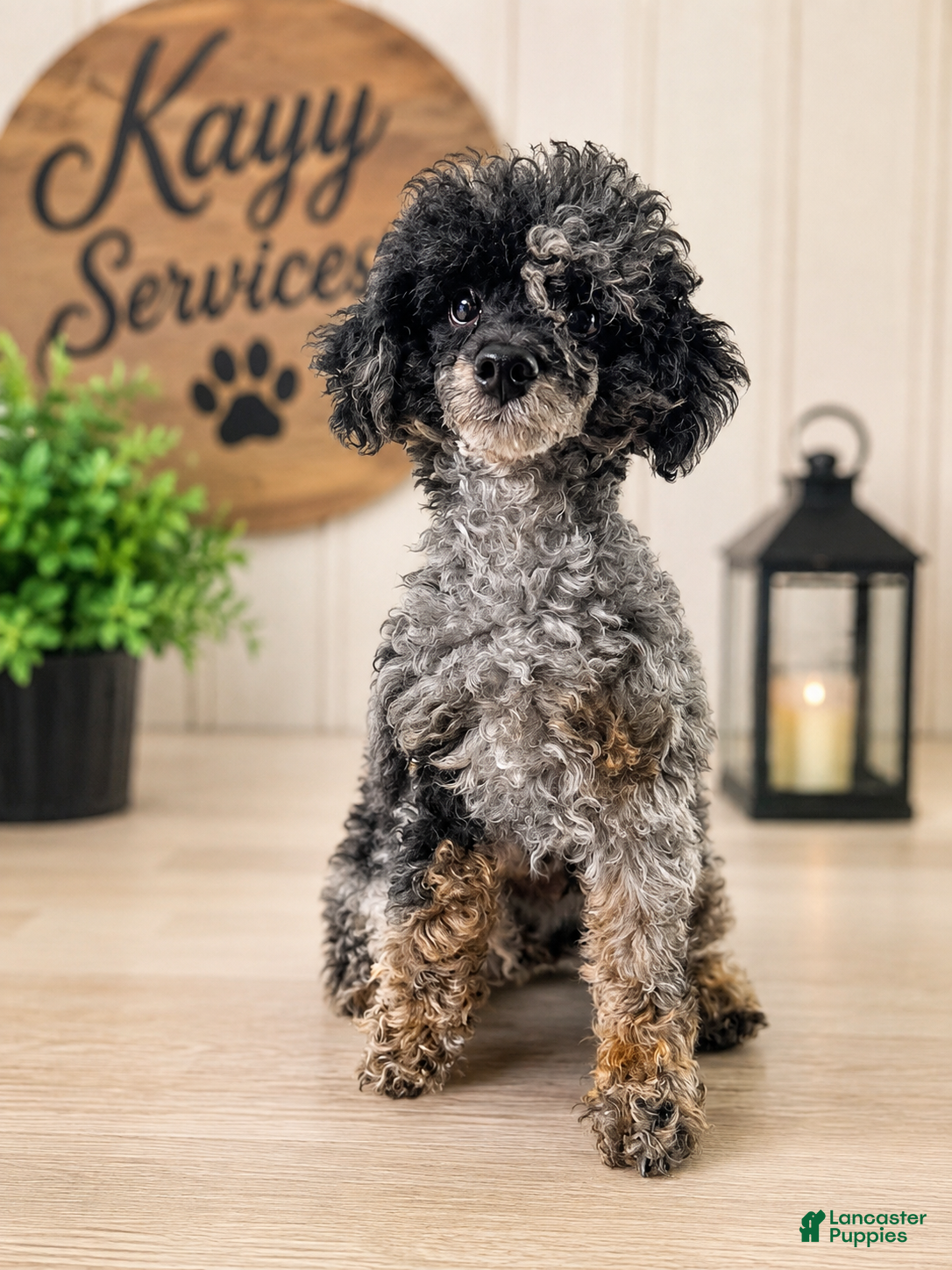 Toy Poodle dogs Baxtor  - Ad 1