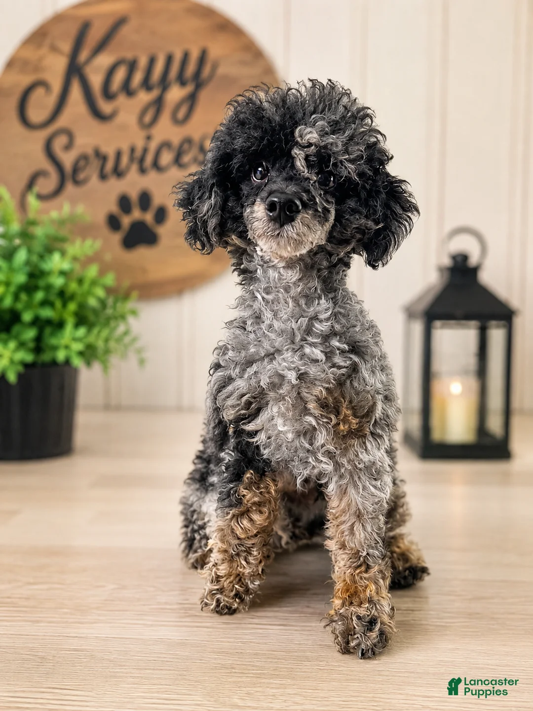 Toy Poodle dogs for sale: Baxtor  - Ad 1