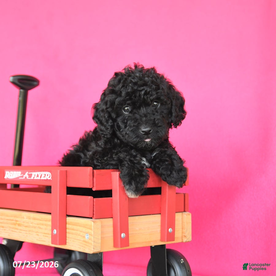 Toy Poodle dogs for sale: Joy - Ad 3