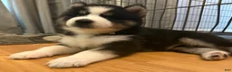 Siberian Husky dogs for sale: Bear - Ad 1