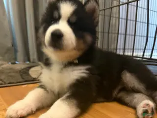 Siberian Husky dogs Bear - Ad 1