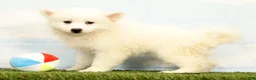Pomsky dogs for sale: Nicole - Ad 1
