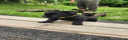 Belgian Malinois dogs for sale: Diesel (Yellow) - Ad 3