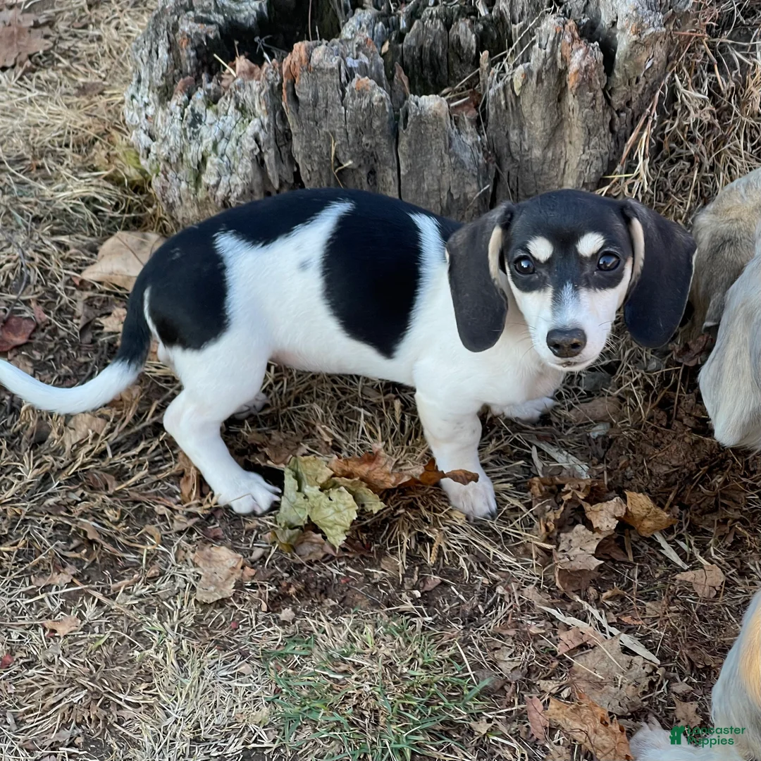 Dachshund dogs for sale: Maple - Ad 8