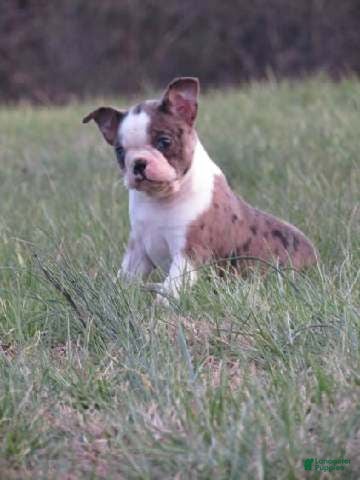 Boston Terrier dogs Twinkles - Ad 1