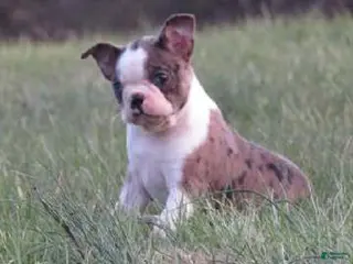 Boston Terrier dogs for sale: Twinkles - Ad 3