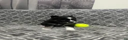 Pomsky dogs for sale: Two faced  - Ad 2