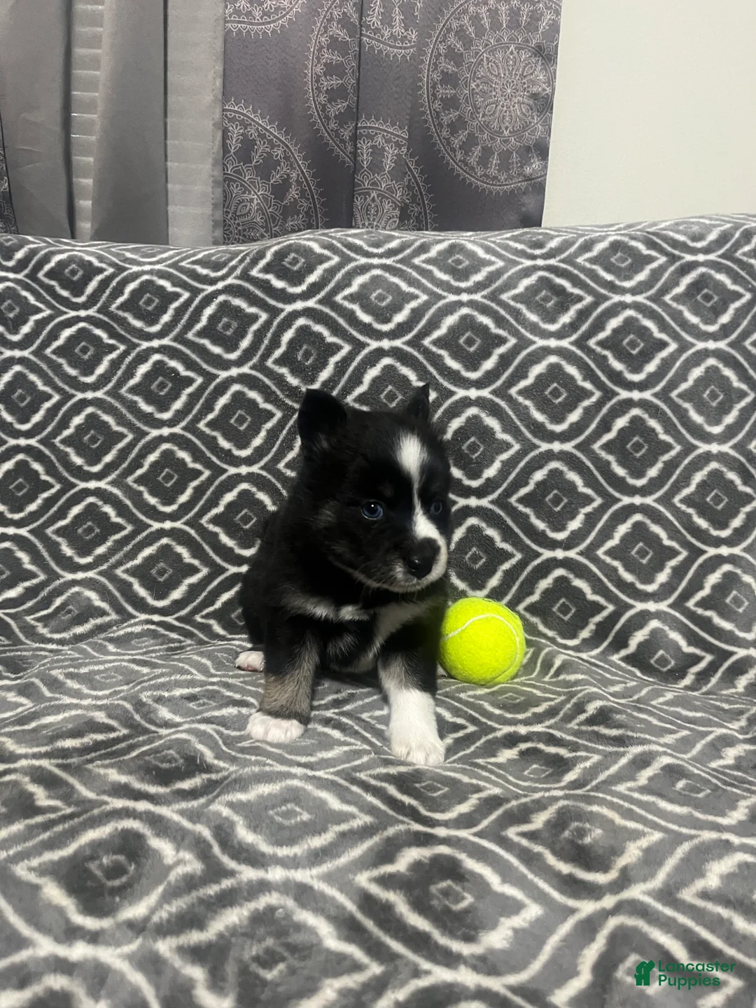 Pomsky dogs for sale: Two faced  - Ad 2