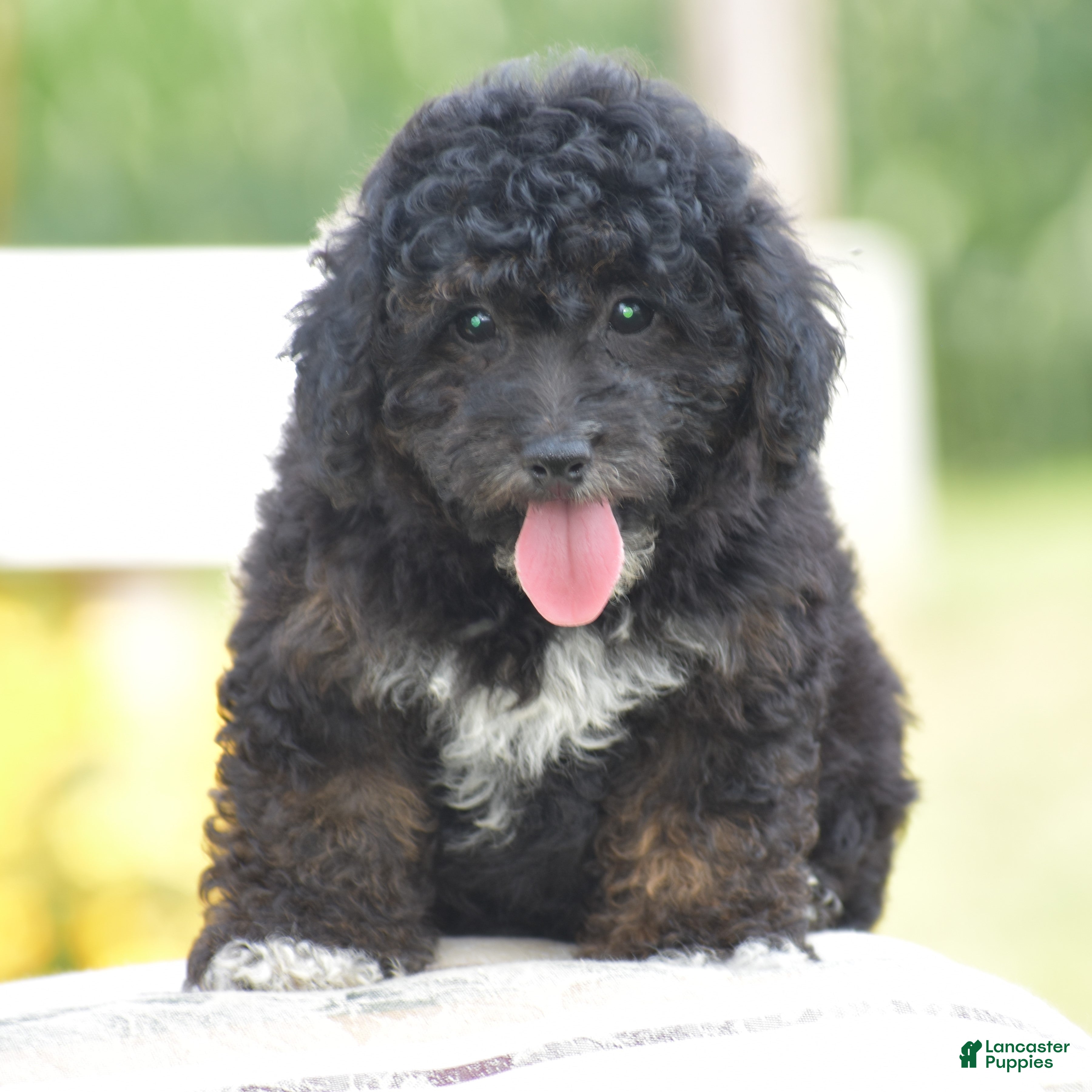 Yorkiepoo dogs Chalmers - Ad 1