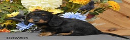 Miniature Dachshund dogs for sale: Aikey - Ad 1