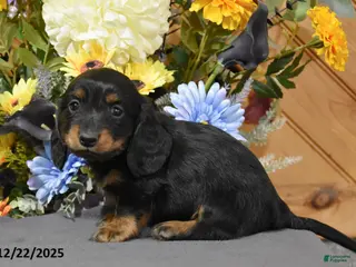 Miniature Dachshund dogs Aikey - Ad 22