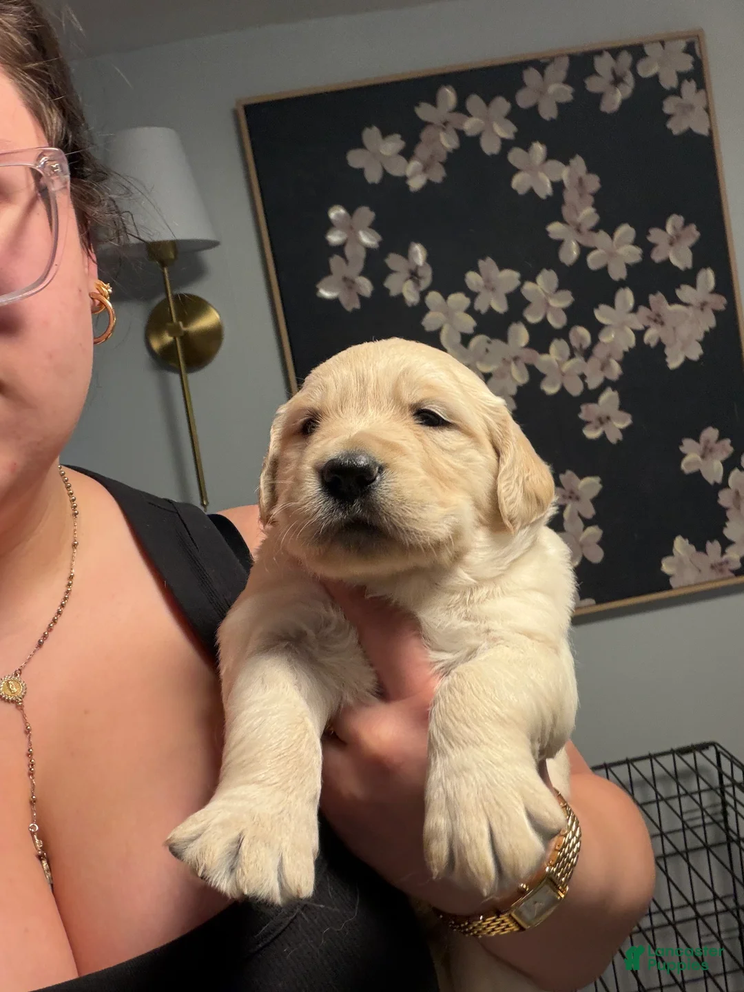Golden Retriever dogs for sale: Pancake - Ad 2