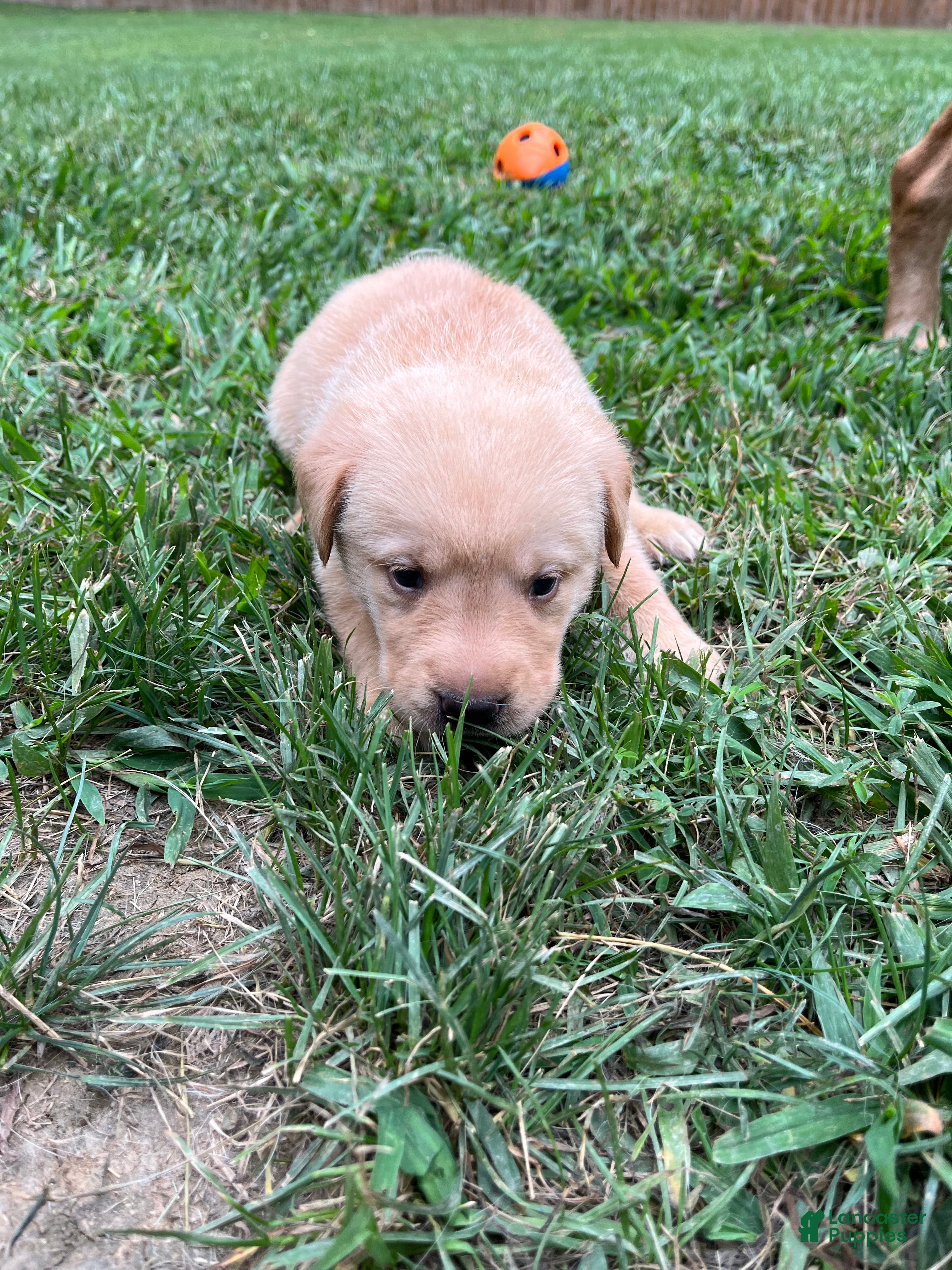 Labrador Retriever dogs Rola - Ad 40
