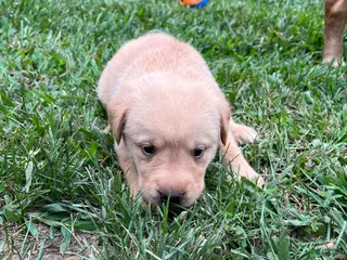 Labrador Retriever dogs Rola - Ad 40