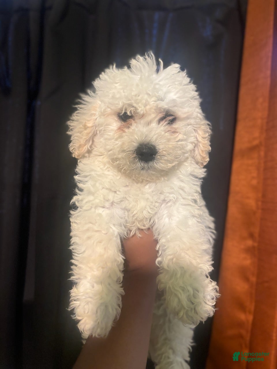Goldendoodle dogs Ben - Ad 1