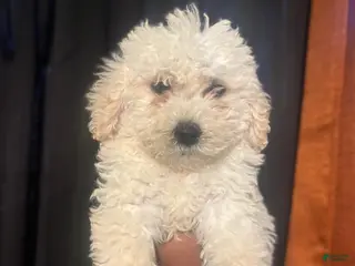 Goldendoodle dogs for sale: Ben - Ad 1