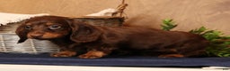 Miniature Dachshund dogs for sale: Alli - Ad 9