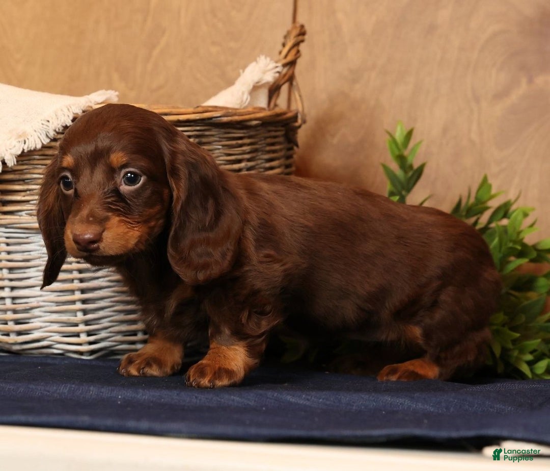 Miniature Dachshund dogs for sale: Alli - Ad 9