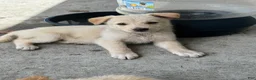 Mixed Breed dogs for sale: Mixed Breed Puppy 7 - Ad 14